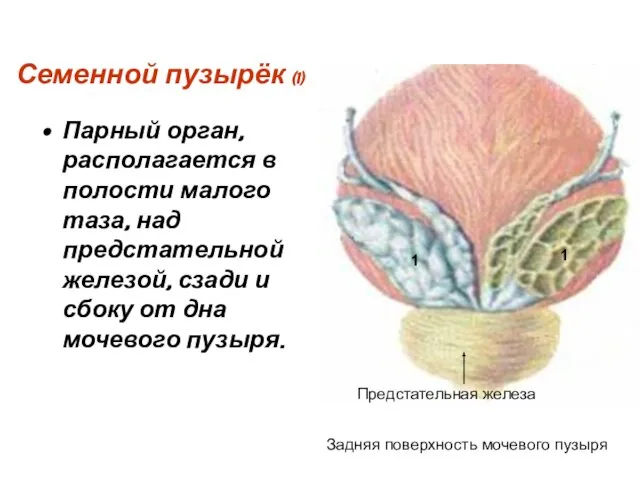 Семенной пузырёк (1) Парный орган, располагается в полости малого таза, над