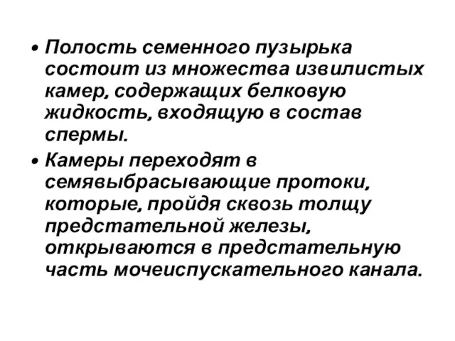 Полость семенного пузырька состоит из множества извилистых камер, содержащих белковую жидкость,