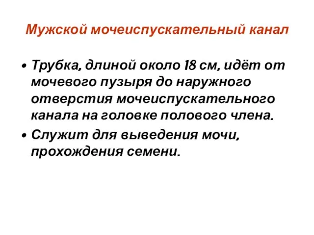 Мужской мочеиспускательный канал Трубка, длиной около 18 см, идёт от мочевого