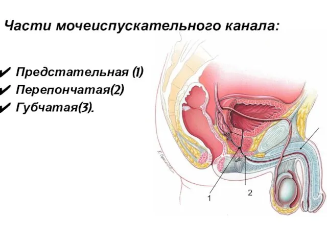 Предстательная (1) Перепончатая(2) Губчатая(3). 1 2 3 Части мочеиспускательного канала: