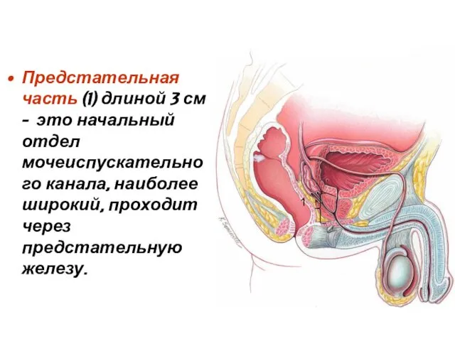 Предстательная часть (1) длиной 3 см - это начальный отдел мочеиспускательного