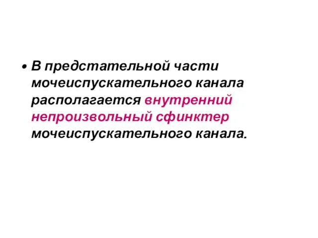 В предстательной части мочеиспускательного канала располагается внутренний непроизвольный сфинктер мочеиспускательного канала.