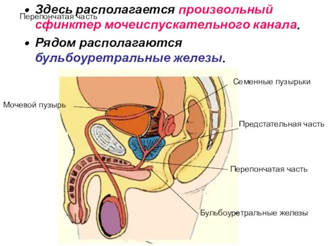 Перепончатая часть Здесь располагается произвольный сфинктер мочеиспускательного канала. Рядом располагаются бульбоуретральные