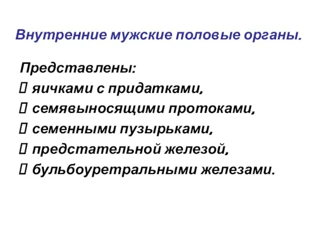 Представлены: яичками с придатками, семявыносящими протоками, семенными пузырьками, предстательной железой, бульбоуретральными железами. Внутренние мужские половые органы.