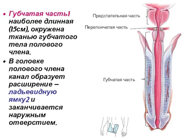 Губчатая часть1 наиболее длинная (15см), окружена тканью губчатого тела полового члена.