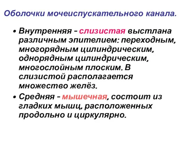 Оболочки мочеиспускательного канала. Внутренняя - слизистая выстлана различным эпителием: переходным, многорядным