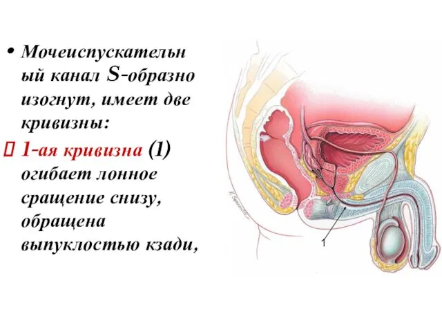 Мочеиспускательный канал S-образно изогнут, имеет две кривизны: 1-ая кривизна (1) огибает