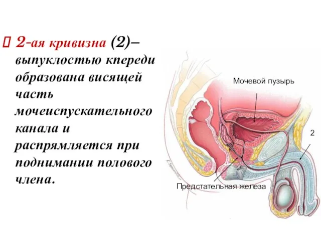 2-ая кривизна (2)– выпуклостью кпереди образована висящей часть мочеиспускательного канала и