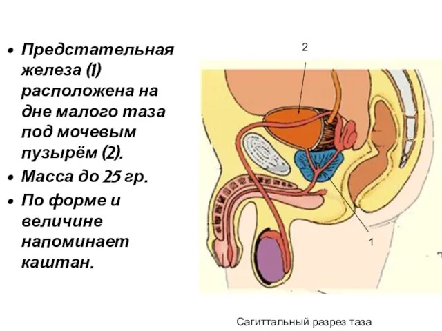 Предстательная железа (1) расположена на дне малого таза под мочевым пузырём