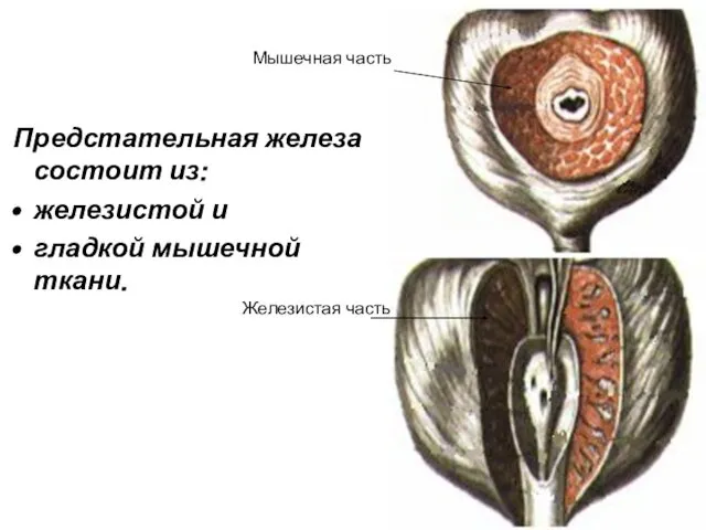 Предстательная железа состоит из: железистой и гладкой мышечной ткани. Железистая часть Мышечная часть