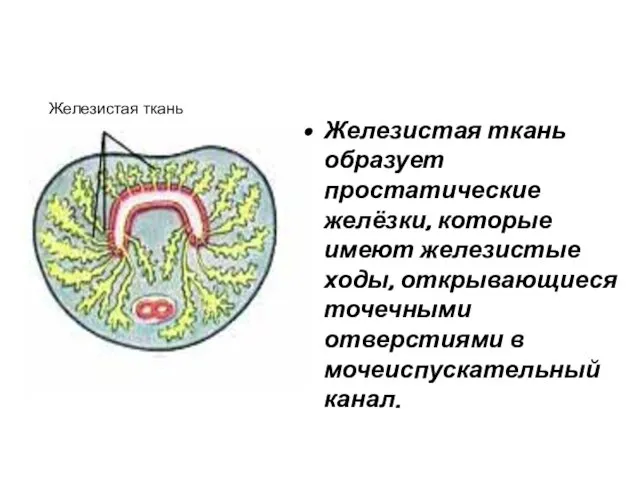 Железистая ткань образует простатические желёзки, которые имеют железистые ходы, открывающиеся точечными