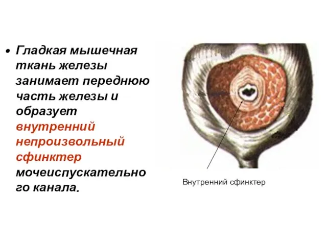 Гладкая мышечная ткань железы занимает переднюю часть железы и образует внутренний