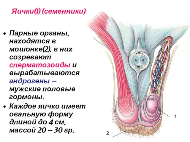 Яички(1) (семенники) Парные органы, находятся в мошонке(2), в них созревают сперматозоиды