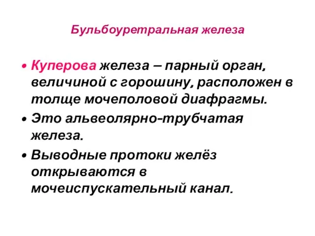 Бульбоуретральная железа Куперова железа – парный орган, величиной с горошину, расположен