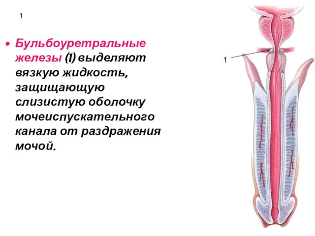 1 Бульбоуретральные железы (1) выделяют вязкую жидкость, защищающую слизистую оболочку мочеиспускательного канала от раздражения мочой. 1