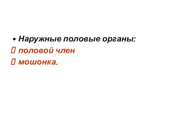 Наружные половые органы: половой член мошонка.