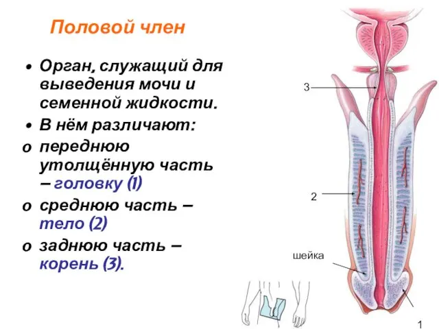 Половой член Орган, служащий для выведения мочи и семенной жидкости. В