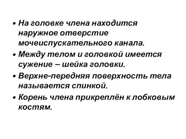 На головке члена находится наружное отверстие мочеиспускательного канала. Между телом и