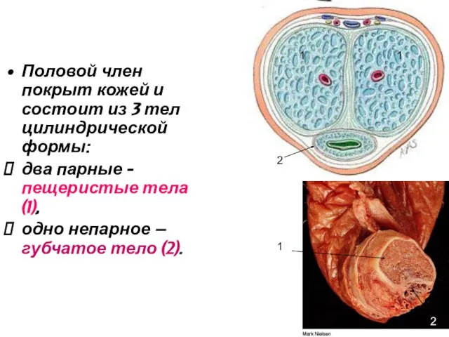 Половой член покрыт кожей и состоит из 3 тел цилиндрической формы: