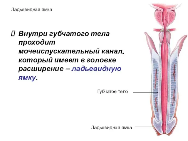 Ладьевидная ямка Внутри губчатого тела проходит мочеиспускательный канал, который имеет в