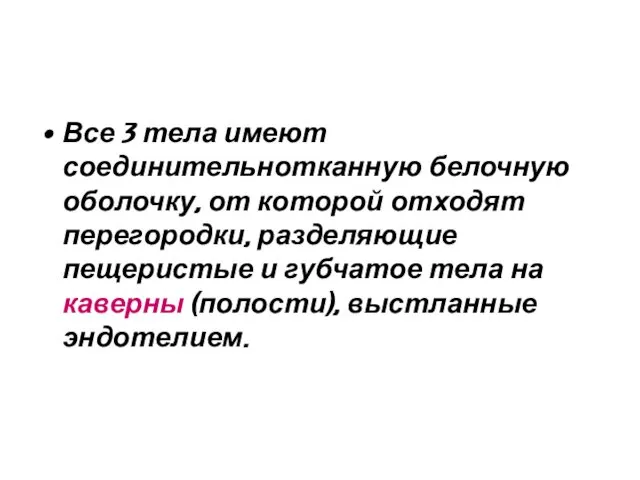 Все 3 тела имеют соединительнотканную белочную оболочку, от которой отходят перегородки,