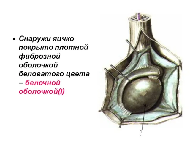 Снаружи яичко покрыто плотной фиброзной оболочкой беловатого цвета – белочной оболочкой(1) 1