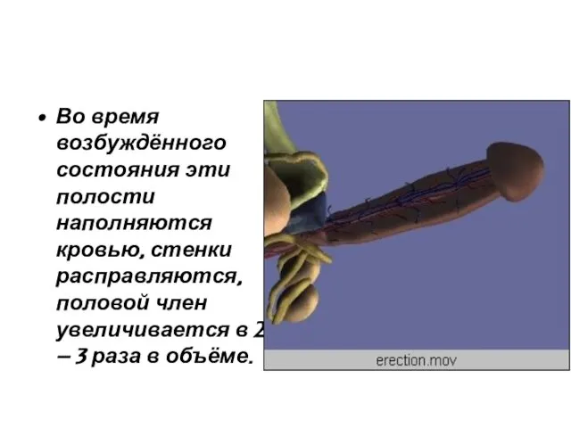 Во время возбуждённого состояния эти полости наполняются кровью, стенки расправляются, половой