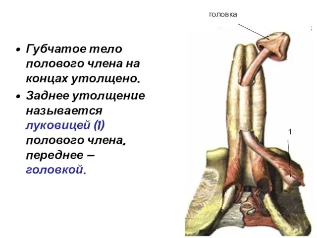 Губчатое тело полового члена на концах утолщено. Заднее утолщение называется луковицей