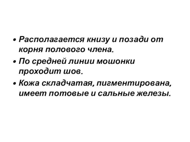 Располагается книзу и позади от корня полового члена. По средней линии