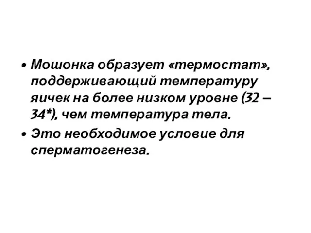 Мошонка образует «термостат», поддерживающий температуру яичек на более низком уровне (32