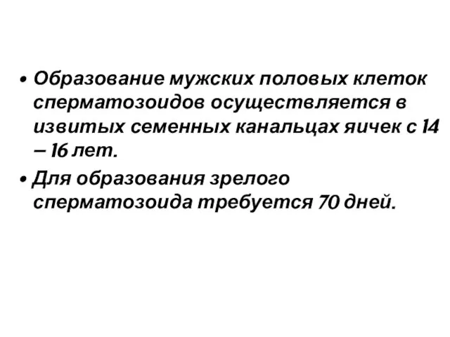 Образование мужских половых клеток сперматозоидов осуществляется в извитых семенных канальцах яичек