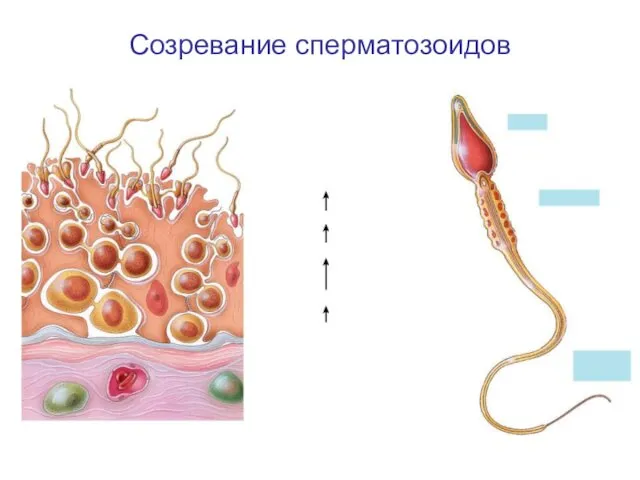 Созревание сперматозоидов