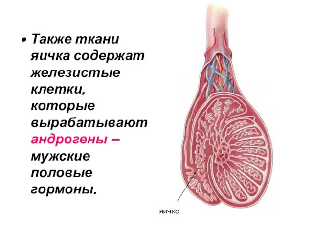 Также ткани яичка содержат железистые клетки, которые вырабатывают андрогены – мужские половые гормоны. яичко