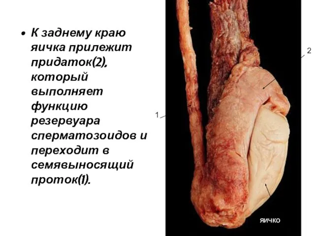 К заднему краю яичка прилежит придаток(2), который выполняет функцию резервуара сперматозоидов