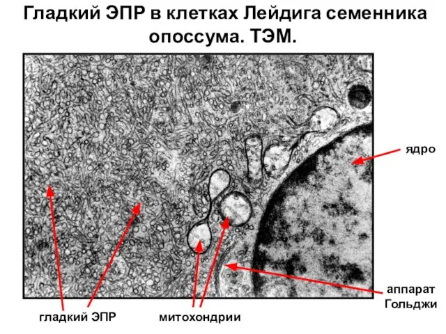 Гладкий ЭПР в клетках Лейдига семенника опоссума. ТЭМ. ядро гладкий ЭПР митохондрии аппарат Гольджи