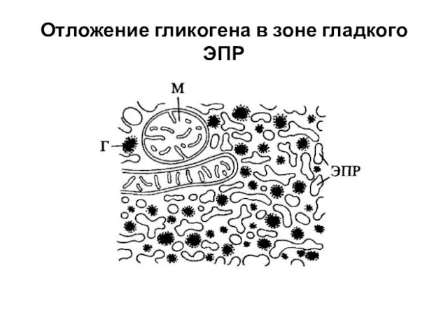 Отложение гликогена в зоне гладкого ЭПР