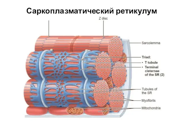 Саркоплазматический ретикулум