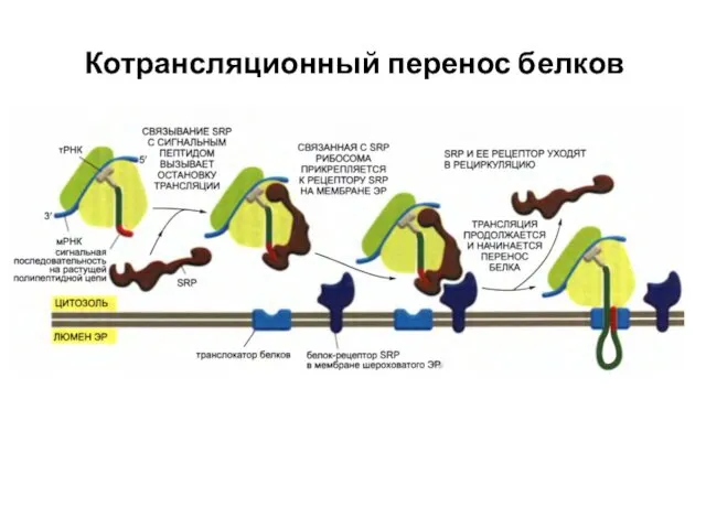 Котрансляционный перенос белков