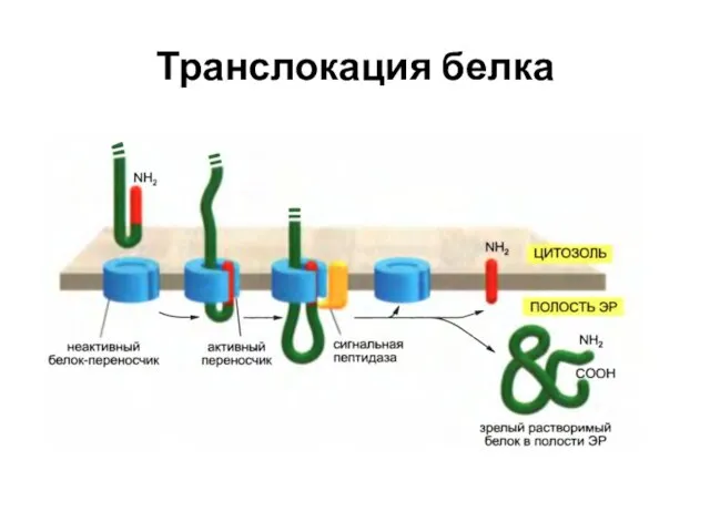Транслокация белка