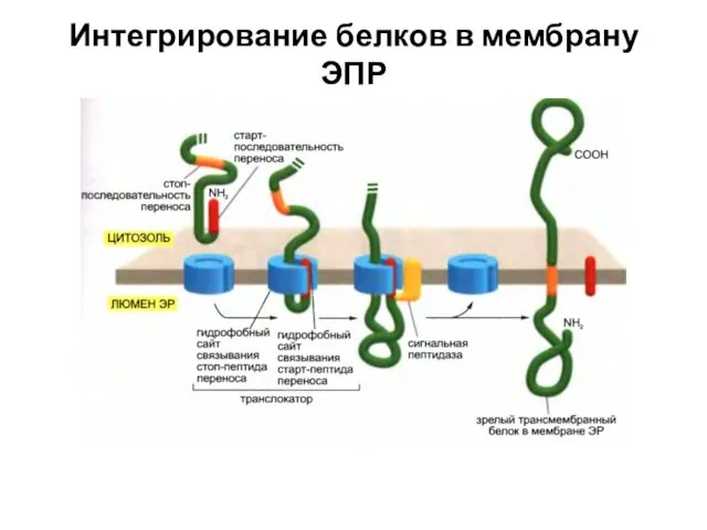 Интегрирование белков в мембрану ЭПР