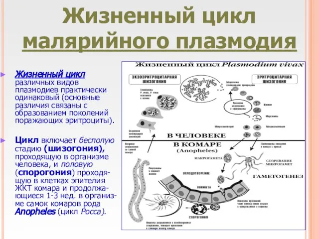 Жизненный цикл малярийного плазмодия Жизненный цикл различных видов плазмодиев практически одинаковый