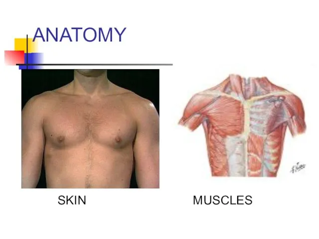 ANATOMY SKIN MUSCLES