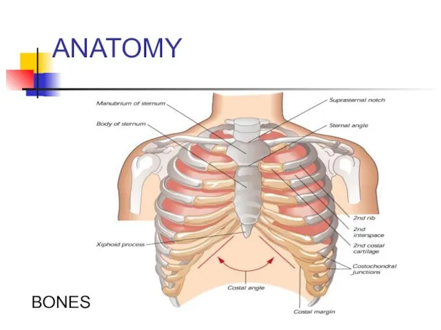 ANATOMY BONES