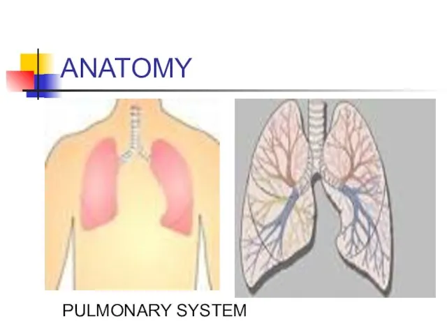 ANATOMY PULMONARY SYSTEM