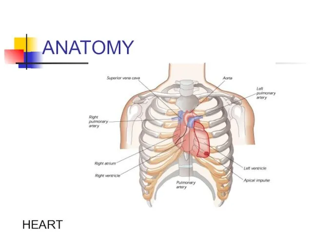 ANATOMY HEART