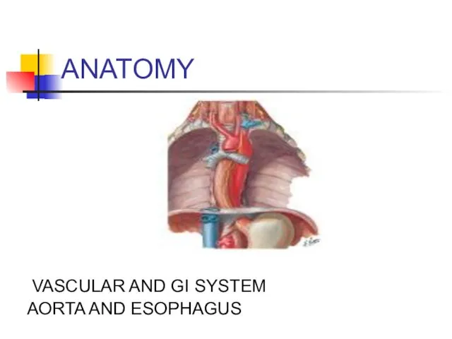 ANATOMY VASCULAR AND GI SYSTEM AORTA AND ESOPHAGUS