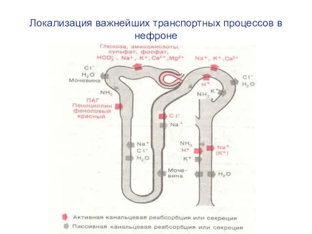 Локализация важнейших транспортных процессов в нефроне