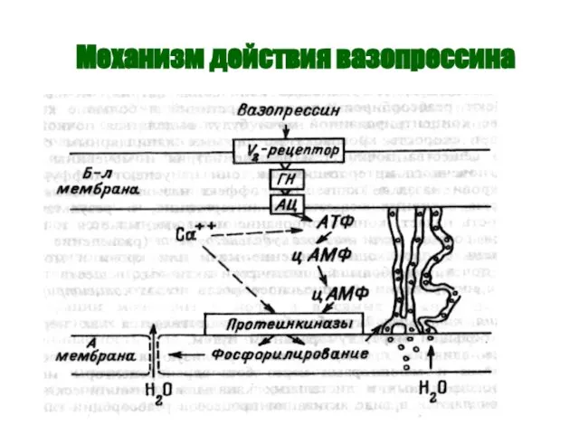 Механизм действия вазопрессина