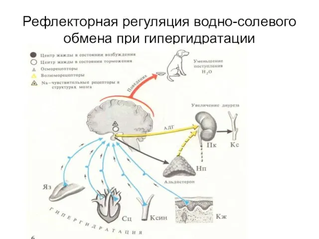 Рефлекторная регуляция водно-солевого обмена при гипергидратации