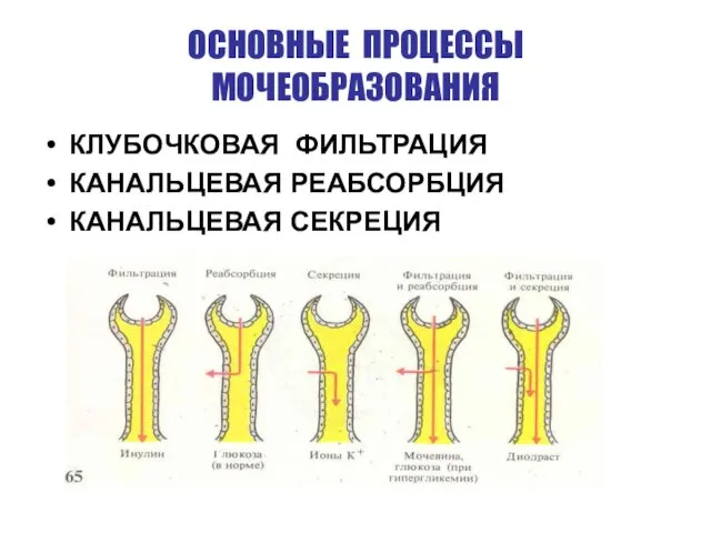 ОСНОВНЫЕ ПРОЦЕССЫ МОЧЕОБРАЗОВАНИЯ КЛУБОЧКОВАЯ ФИЛЬТРАЦИЯ КАНАЛЬЦЕВАЯ РЕАБСОРБЦИЯ КАНАЛЬЦЕВАЯ СЕКРЕЦИЯ